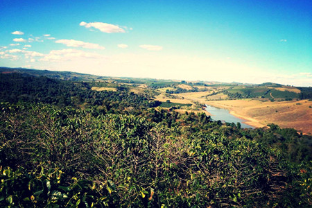 咖啡树苗价钱是多少?在家也能种上咖啡树!