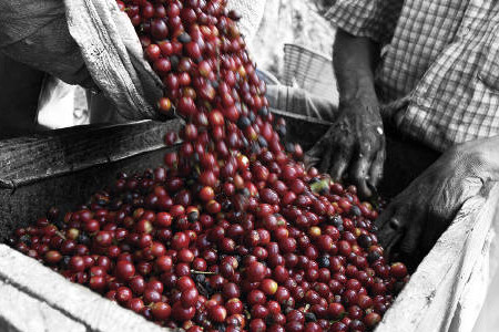 咖啡树苗价钱是多少?在家也能种上咖啡树!