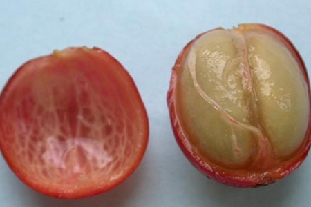 咖啡树苗价钱是多少?在家也能种上咖啡树!