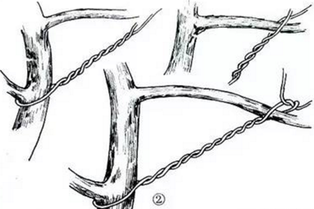 黄杨盆景造型技巧图解