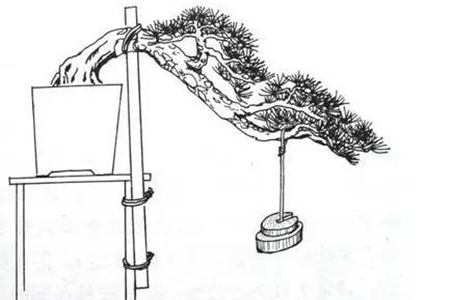 黄杨盆景造型技巧图解