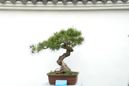 黄杨是绝佳风水树吗