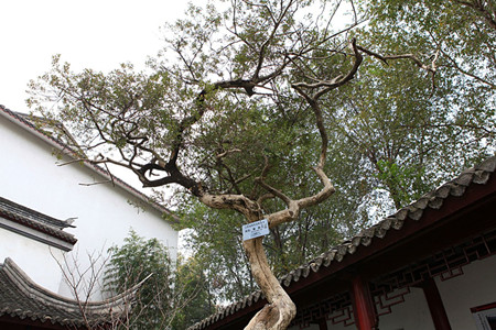 黄杨是绝佳风水树吗