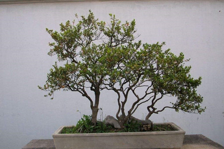 黄杨是绝佳风水树吗