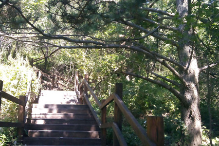 松柏树有什么用途