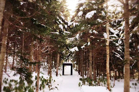 松柏树有什么用途