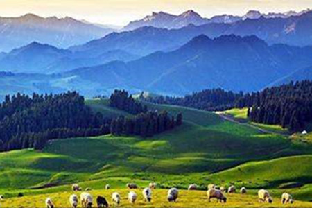 松柏树有什么用途