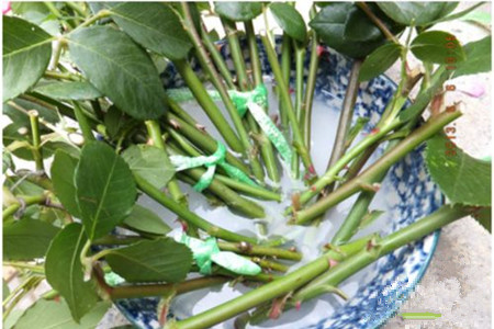 生根粉的使用办法