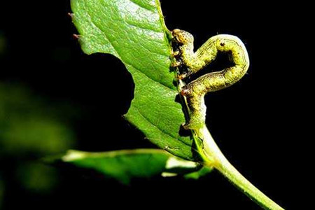 金银花不开花解决办法