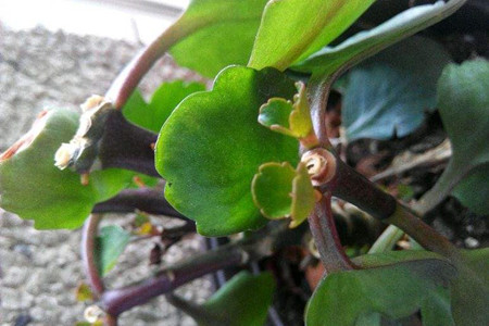 长寿花大多数几月份打顶