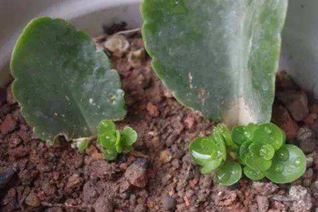 长寿花大多数几月份打顶