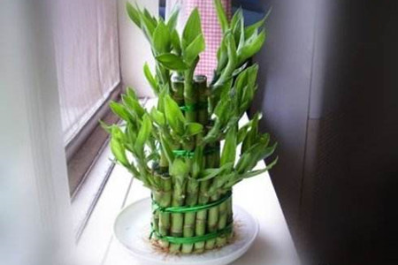 富贵竹杆发黄怎么急救