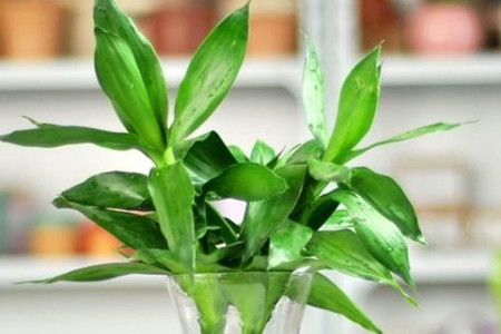 富贵竹杆发黄怎么急救