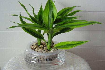 富贵竹杆发黄怎么急救