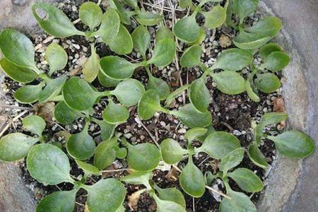 长寿花夏天可以打顶吗