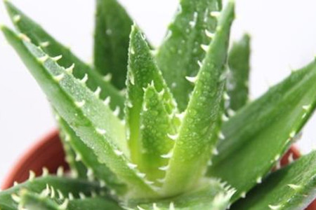 芦荟用什么土种最好