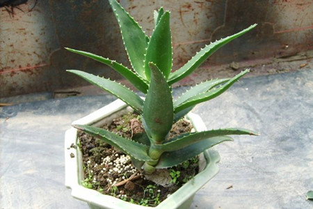 芦荟用什么土种最好