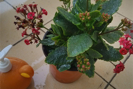 长寿花怎么养开花多