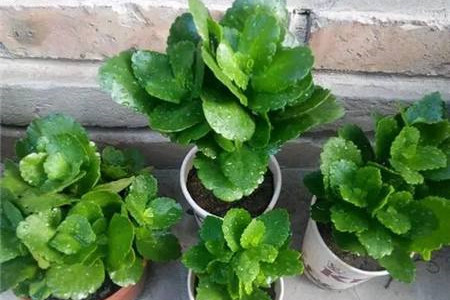 六月长寿花还能开花吗