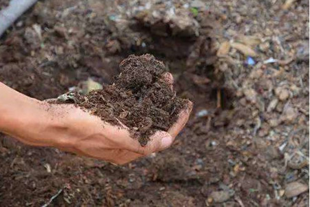 长寿花怎么养开花多