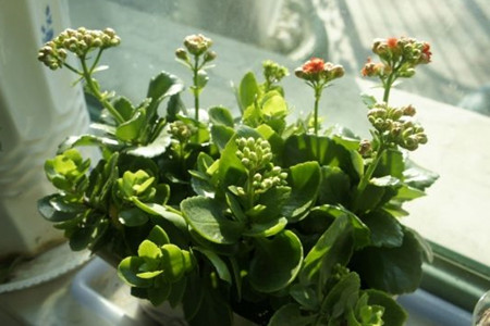 六月长寿花还能开花吗