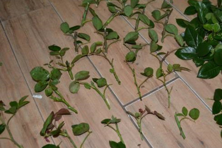 生根粉的使用办法图解