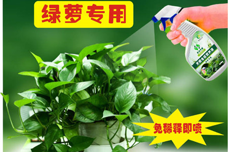 绿萝营养液的使用说明