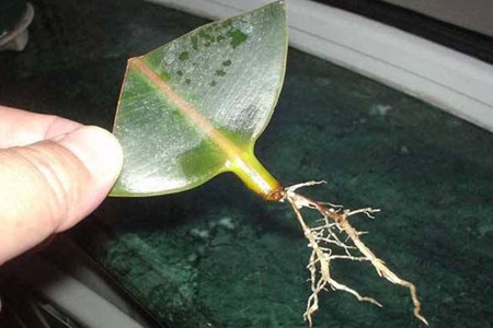 生根粉的使用办法图解