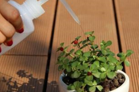 绿萝营养液的使用说明