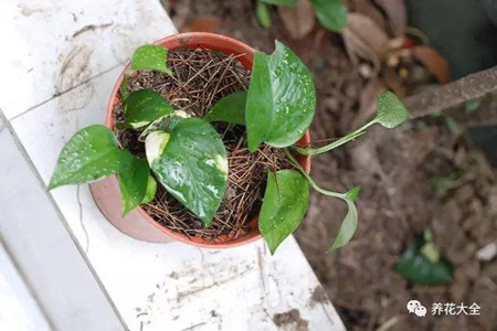 生根粉的使用办法图解