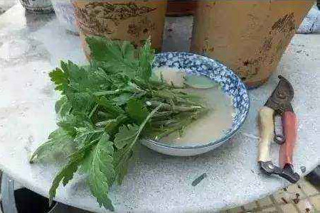 生根粉的使用办法图解