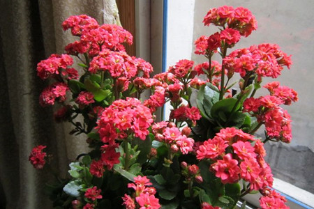 长寿花花期是几月