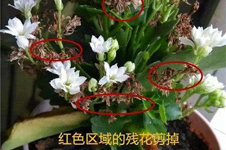 长寿花花期是几月