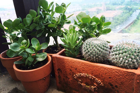 长寿花几月份扦插最好