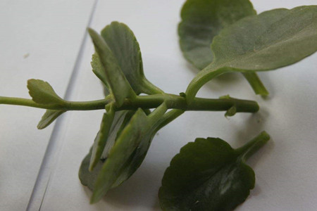 长寿花几月份扦插最好