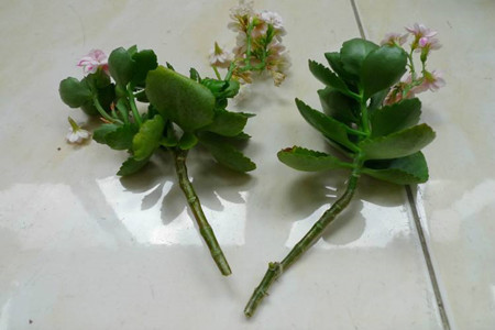 长寿花几月份扦插最好