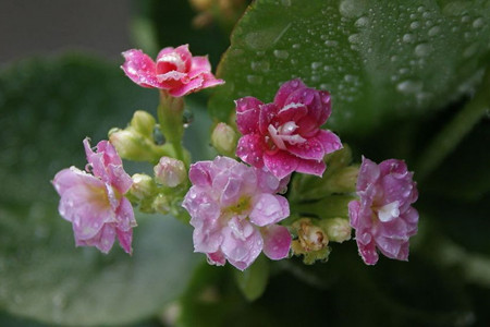 长寿花几月份施肥