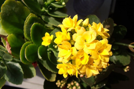 长寿花几月份施肥