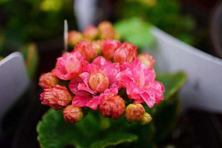 长寿花几月份施肥