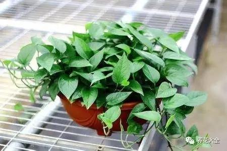 绿萝的养殖办法