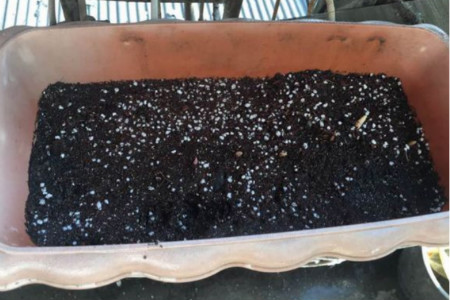 铃兰花种植办法