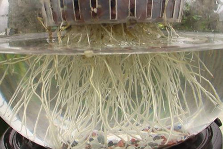 发财树可以扦插水培吗