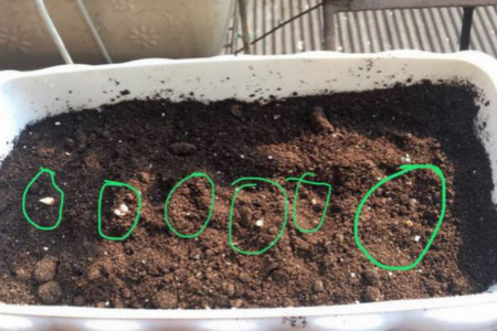 铃兰花种植办法