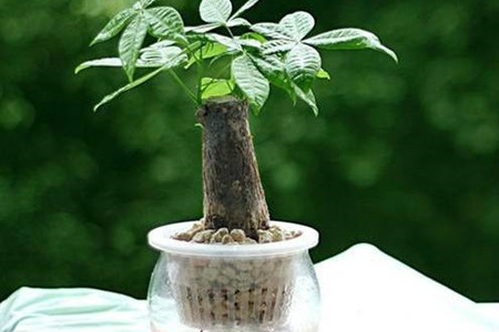 发财树可以扦插水培吗