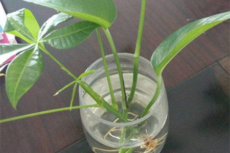 发财树可以扦插水培吗