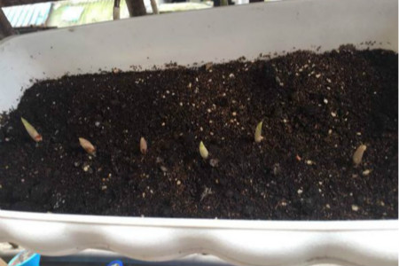 铃兰花种植办法