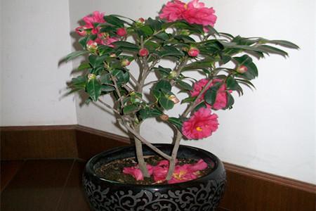 茶花的养殖办法