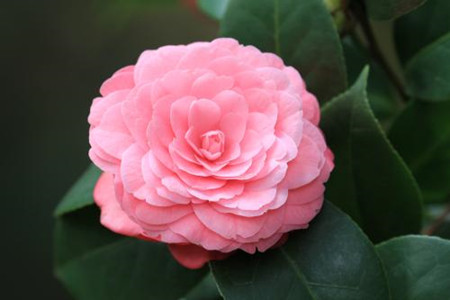 茶花的养殖办法