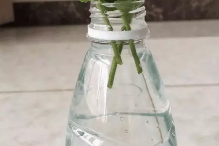 茉莉怎么做好水培扦插