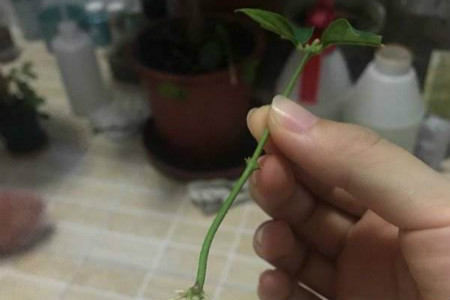 茉莉怎么做好水培扦插